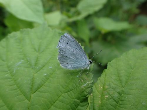 Celastrina argiolus